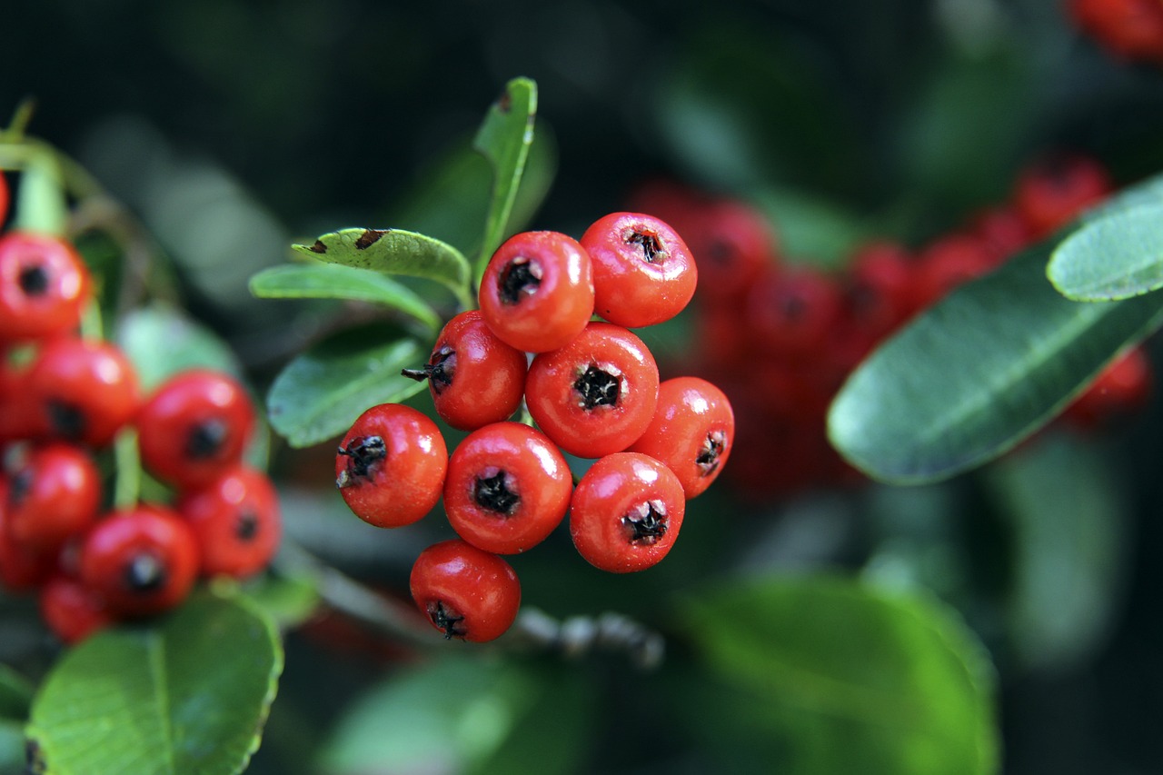 踢曼城打入5球，罗德里戈成为欧冠对阵瓜帅进球第二多的球员